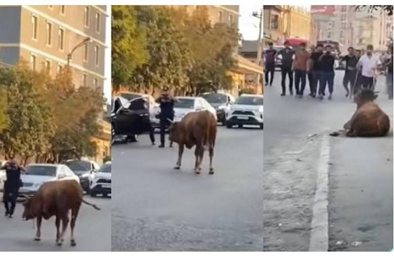  Polisin dananı güllələmə anı - VİDEO 