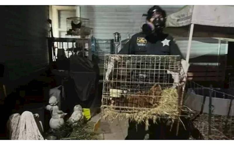  Evində çoxlu sayda heyvan tapılan qadın həbs edildi  