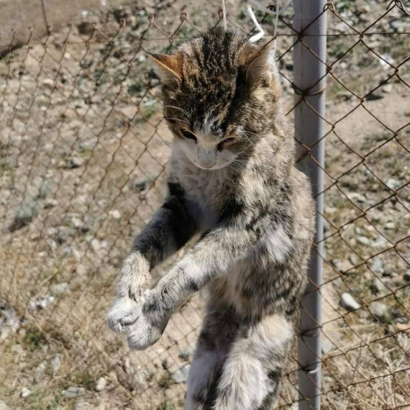  Azərbaycanda dəhşət! - Pişiklər asılaraq öldürüldü - Polisdən açıqlama - FOTO 