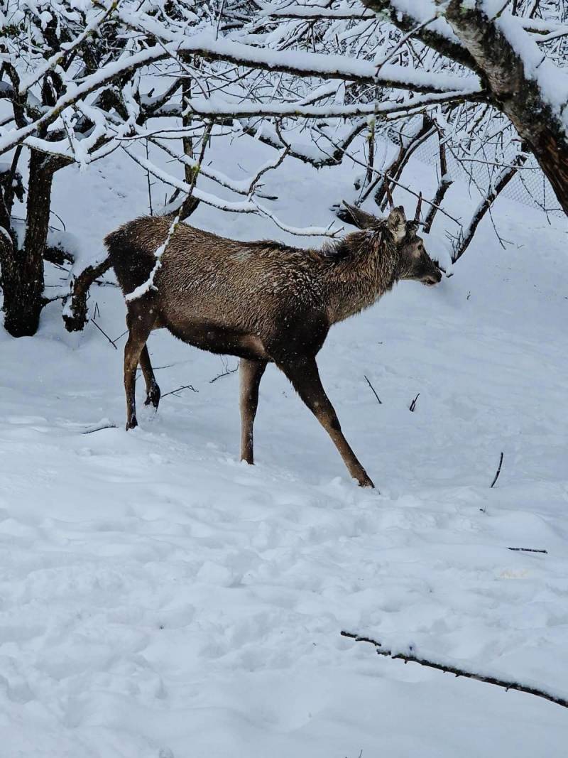  Şahdağ Milli Parkında qar görüntüləri - FOTO  