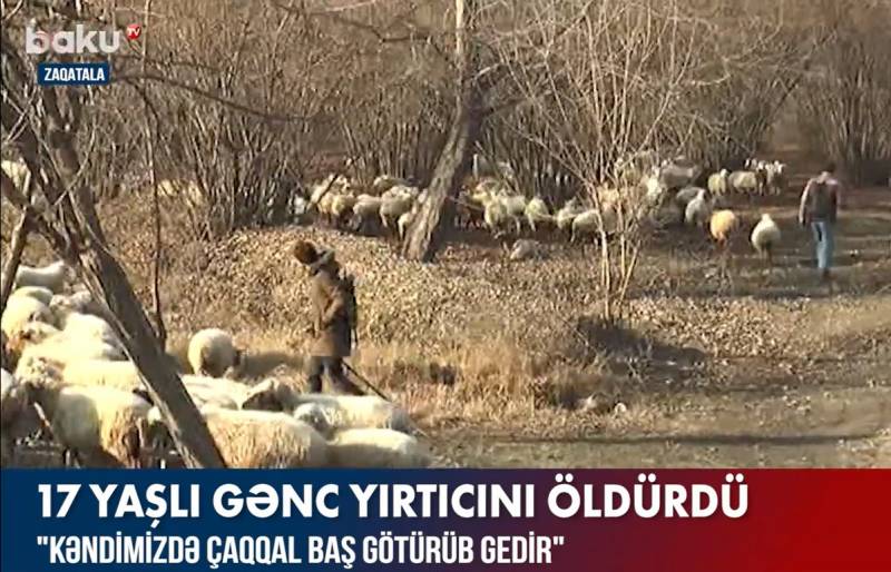  Zaqatalada çaqqalı öldürən 17 yaşlı gəncin son vəziyyəti AÇIQLANDI - VİDEO 