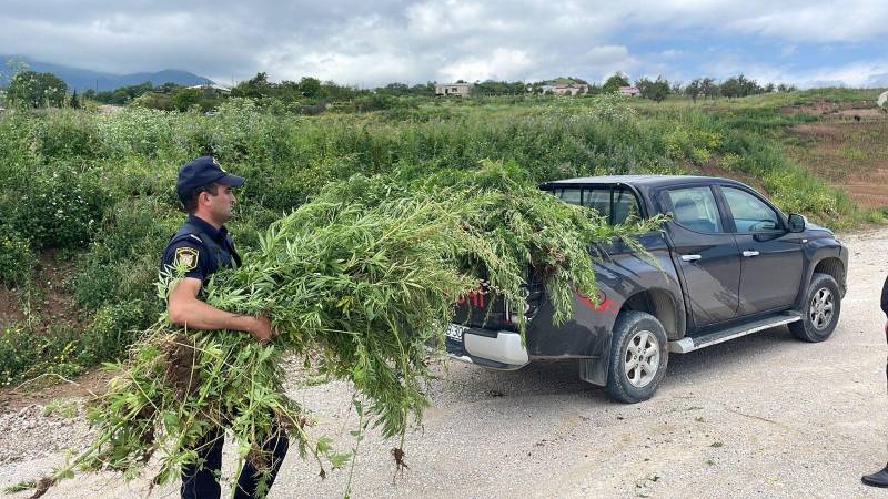  Xocavənddə 1,5 ton narkotik tərkibli bitki məhv edilib - FOTO  