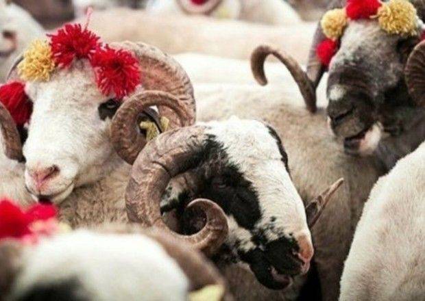  Qurbanlıq heyvanların qiyməti kəskin bahalaşdı: Diri çəkidə 1 kiloqramı... 