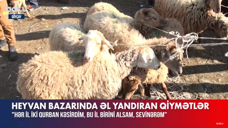  Göyçayda heyvan bazarında qiymətlər “cib yandırır” - VİDEO 