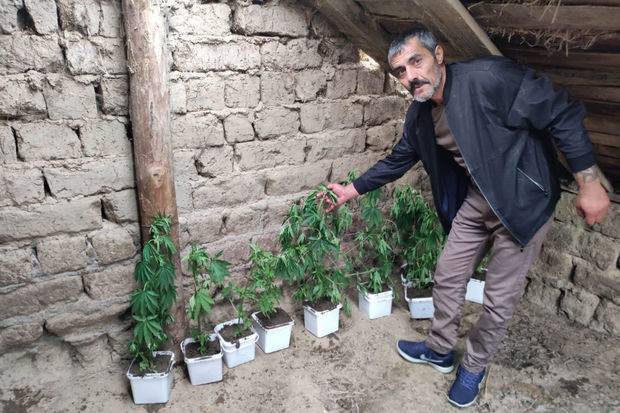  Samuxda narkotik yetişdirən şəxs saxlanılıb - FOTO  