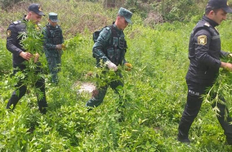  Zəngilanda yabanı halda bitən çətənə bitkisi yandırılaraq məhv edilib  