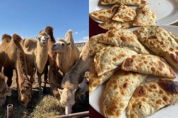  Dəvə təsərrüfatı sahibi: “Restoran var ki, ildə bir dəfə dəvə əti alır, amma həmişə dəvə qutabı satır” - FOTO 