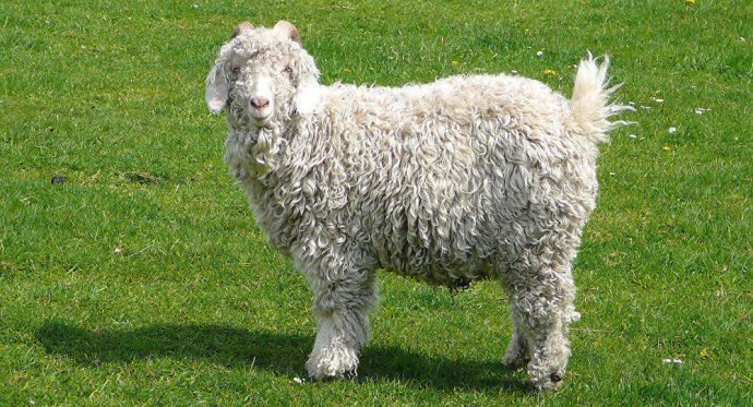  Çəpiş ətinə tələbat niyə artıb? - Video  