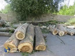  Bu rayonlarda ağaclar kəsildi: 133 minlik ziyan dəydi...  