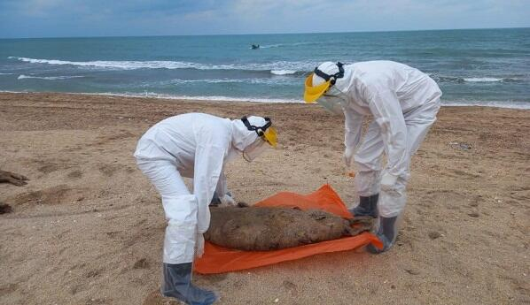  Xəzərdə 97 suitinin cəsədi aşkarlandı  