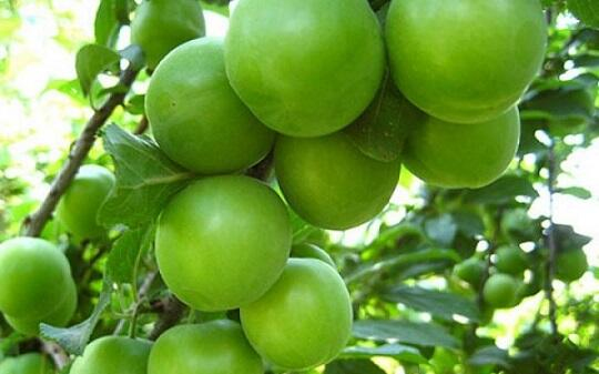  Alça bağlarında dəhşətli xəstəlik yayıldı - Video  