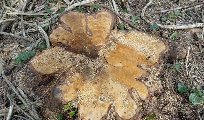  Qızılağaclar kəsildi: saxlanılanlar var  