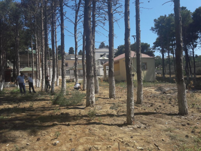  Bakı, Sumqayıt və Abşeronda ağaclar kəsildi: Dəyən zərər...  