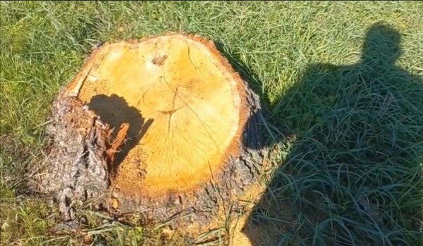  Bakıda və bölgələrdə yaşıllıqlara 81 820 manat ziyan vuruldu  