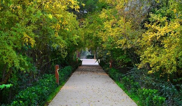  Mərkəzi Nəbatat və Dendrologiya Bağı MMC yaradılır  