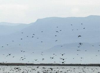  AQTA-dan dəniz kənarındakı quş cəsədlərinə reaksiya  