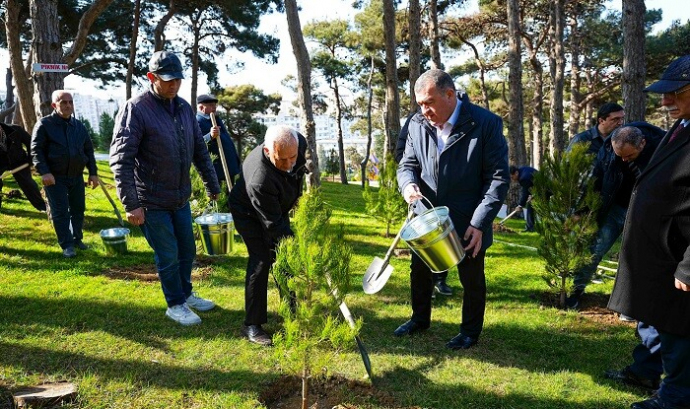  Xətai İH-in təşkilatçılığı ilə ağacəkmə aksiyası keçirildi - Foto  