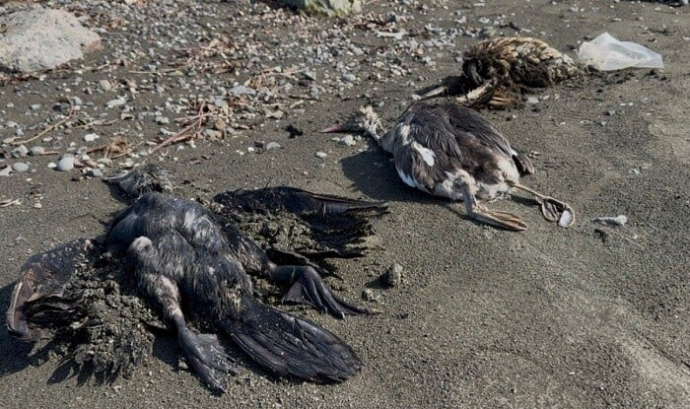  Lənkəranda bu quşlar kütləvi şəkildə qırılır  