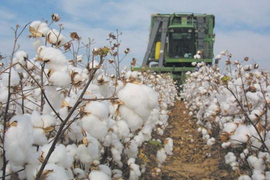  Pambıqçılara şad xəbər: onlar daha çox subsidiya alacaq  
