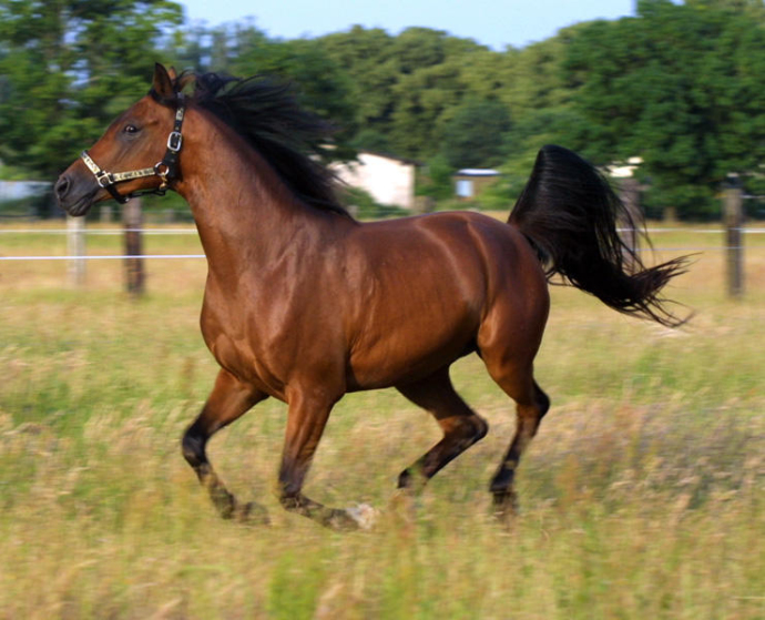  Bu atların saxlanmasına subsidiya veriləcək  
