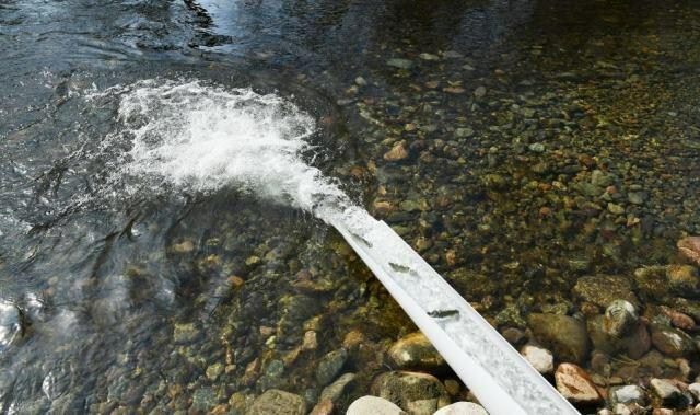  Azərbaycanda yeni balıq növləri tapıldı  